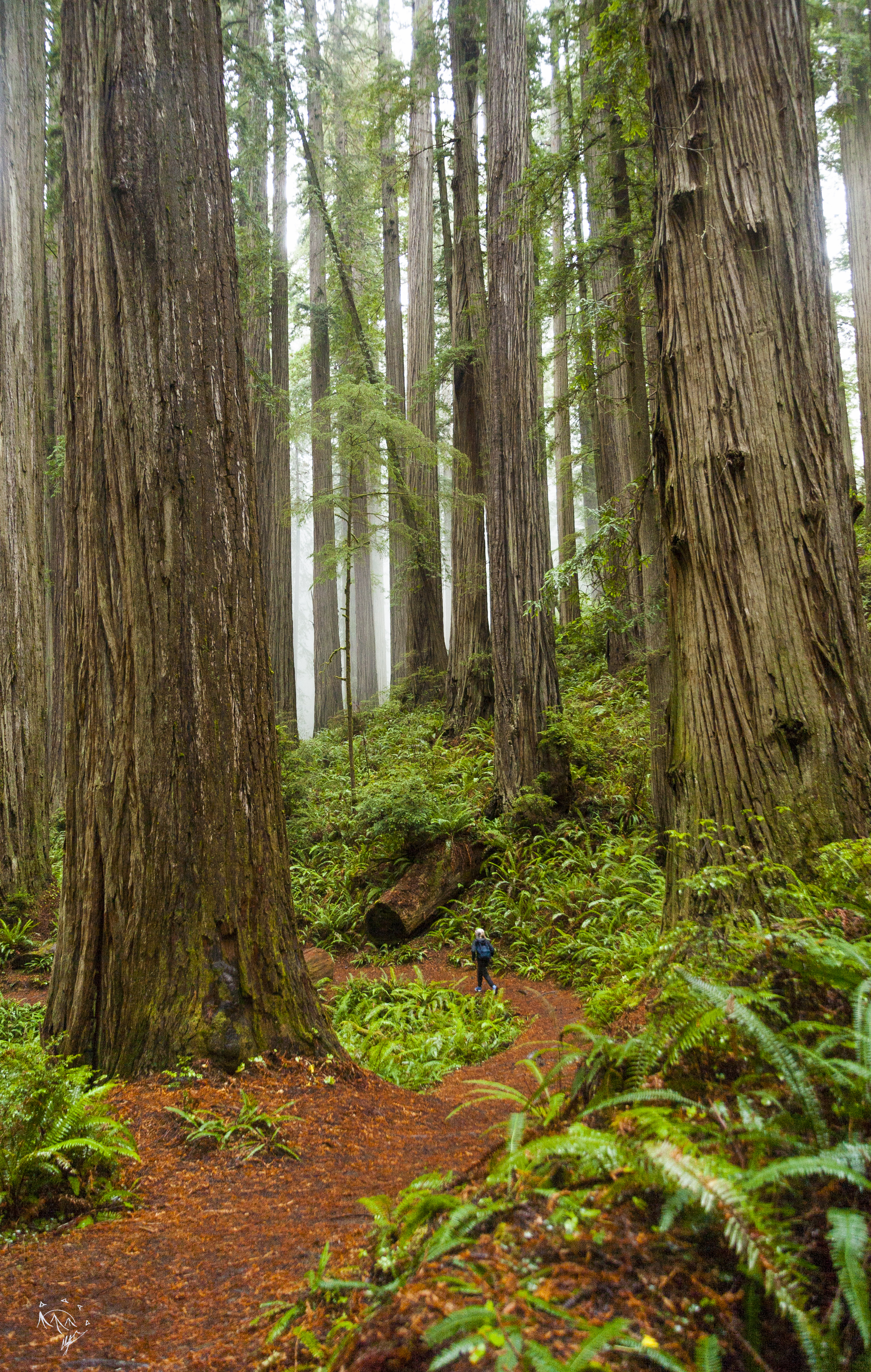 Stout Grove Loop via the Stout Grove Trailhead