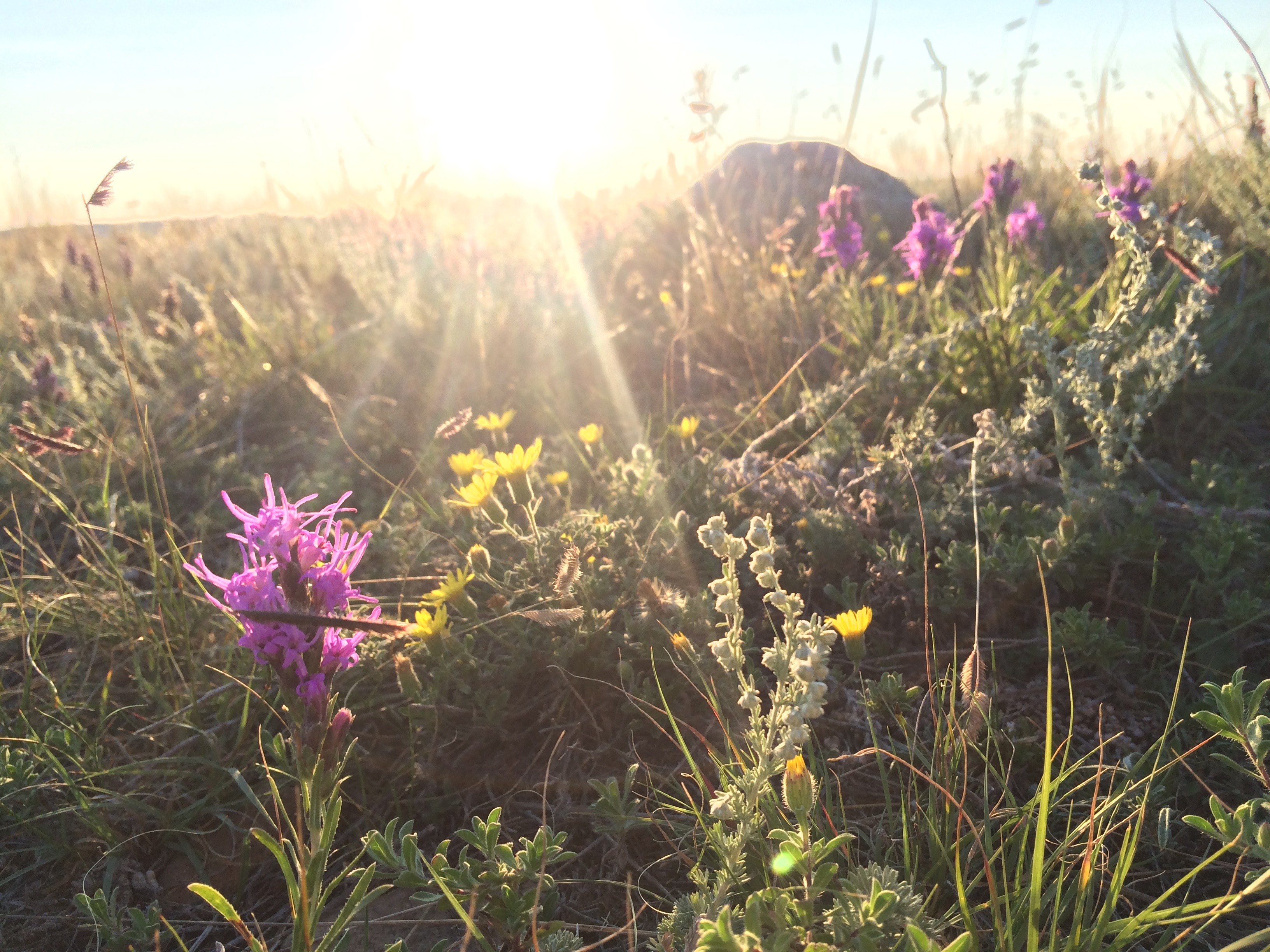 Drive the Eco-Tour Road in Grasslands National Park