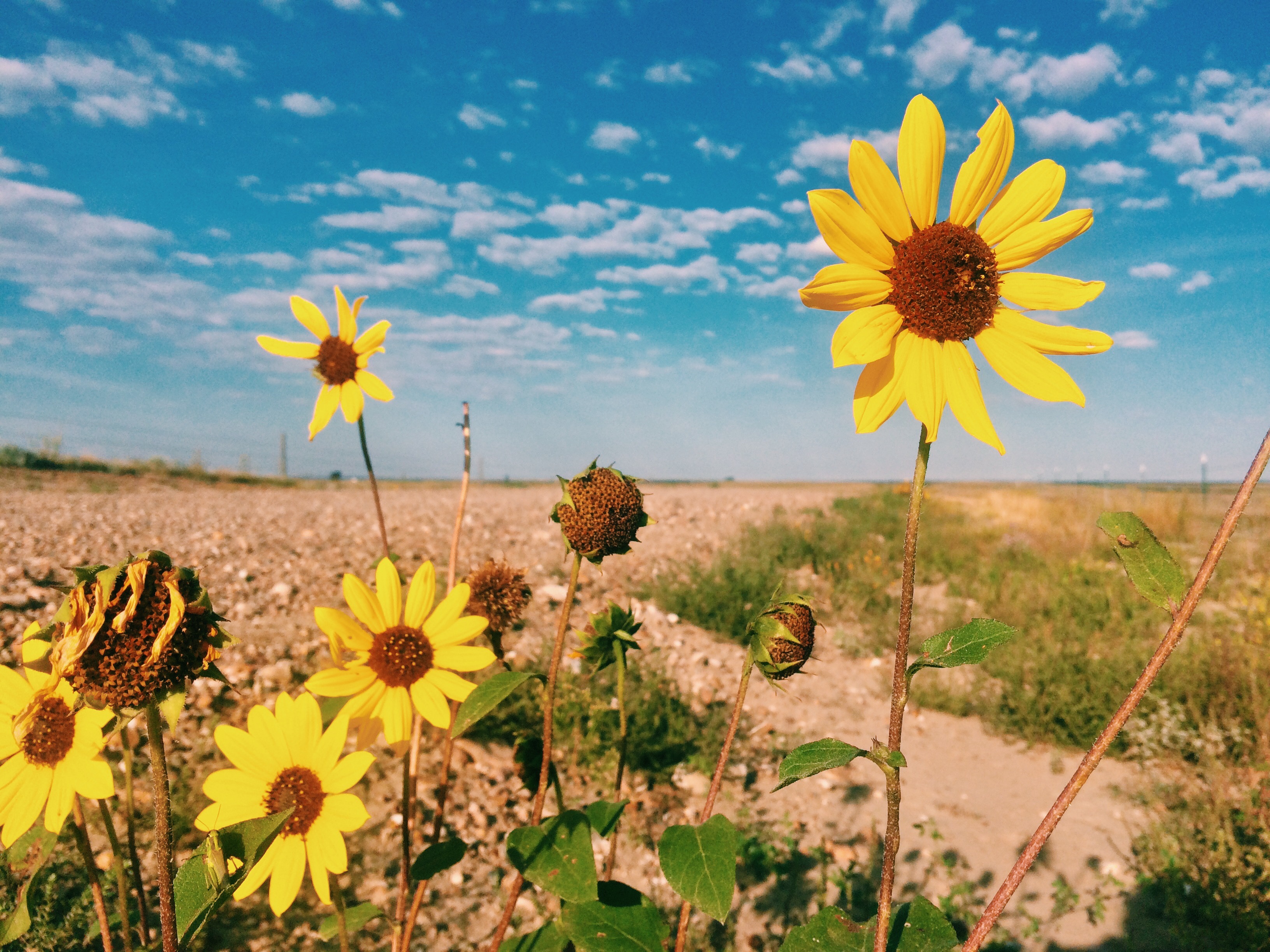Drive the Eco-Tour Road in Grasslands National Park