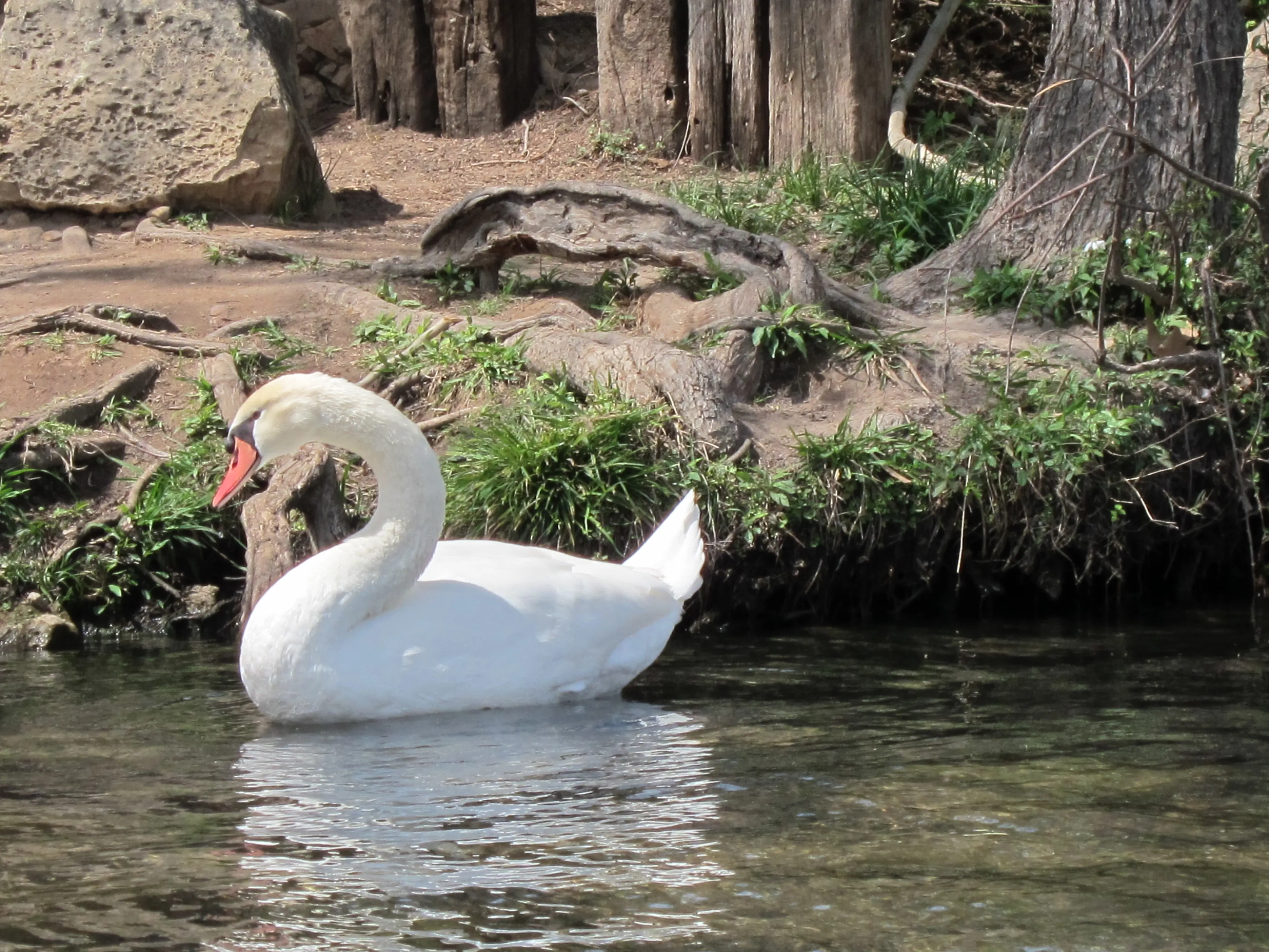 Paddle on Lady Bird Lake in Austin