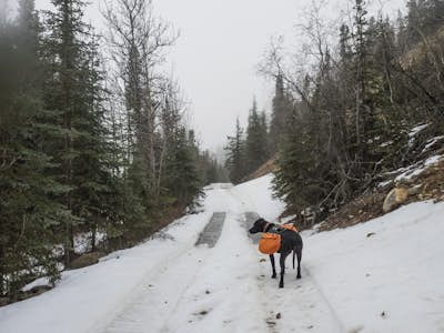 Hike the Stampede Trail to the Magic Bus