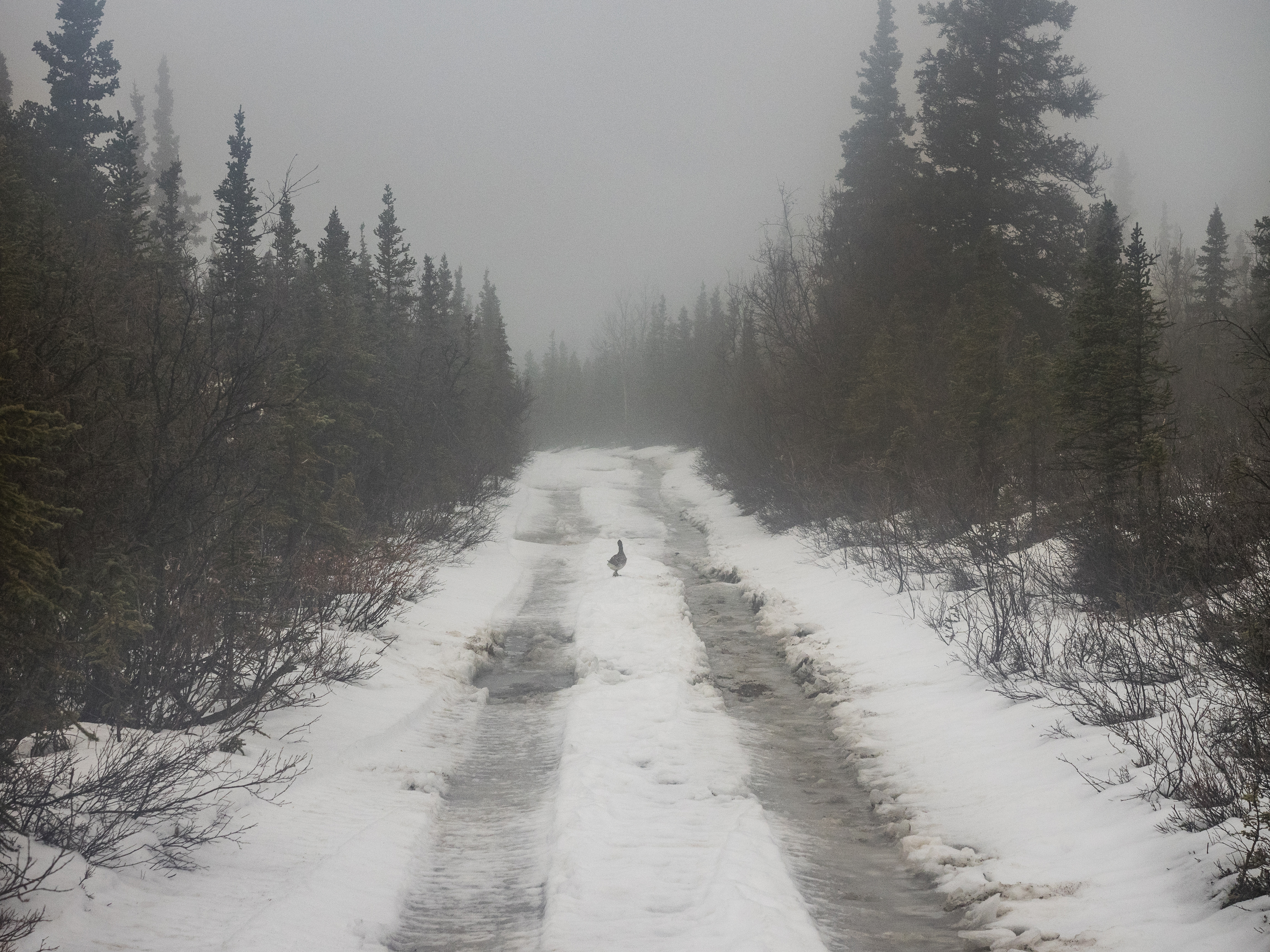 Hike the Stampede Trail to the Magic Bus