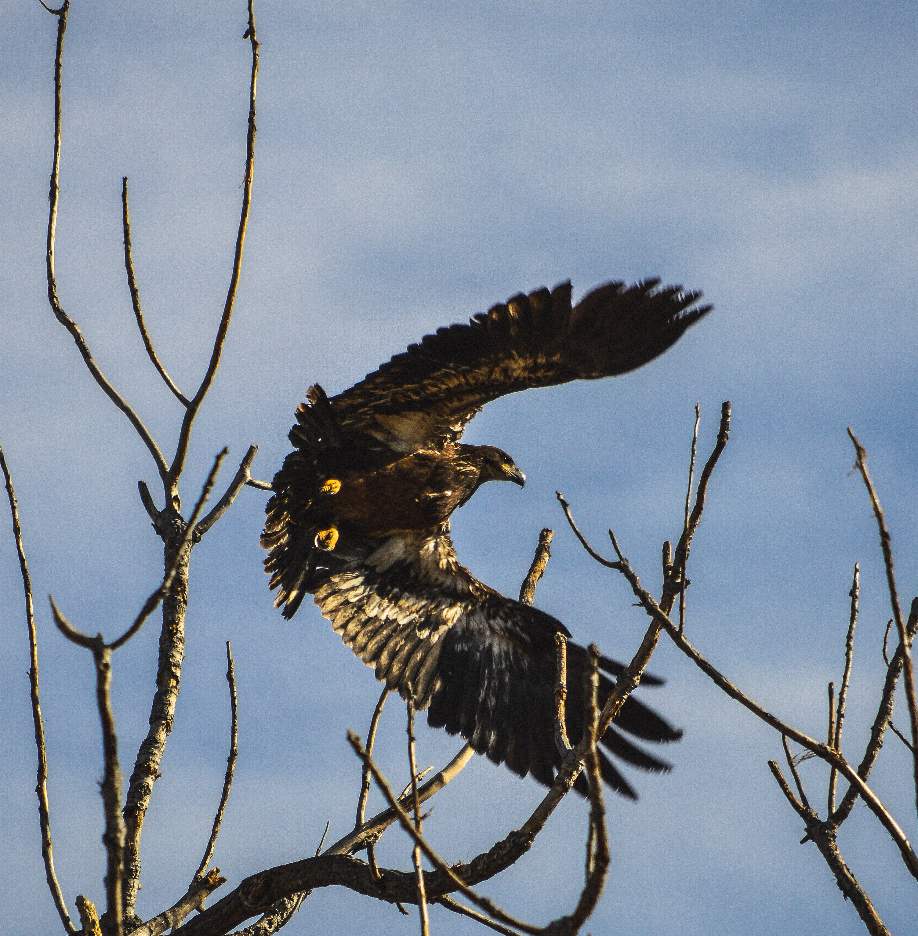 Explore Squaw Creek National Wildlife Refuge's Scenic Loop