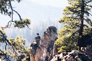 Eagle Rock