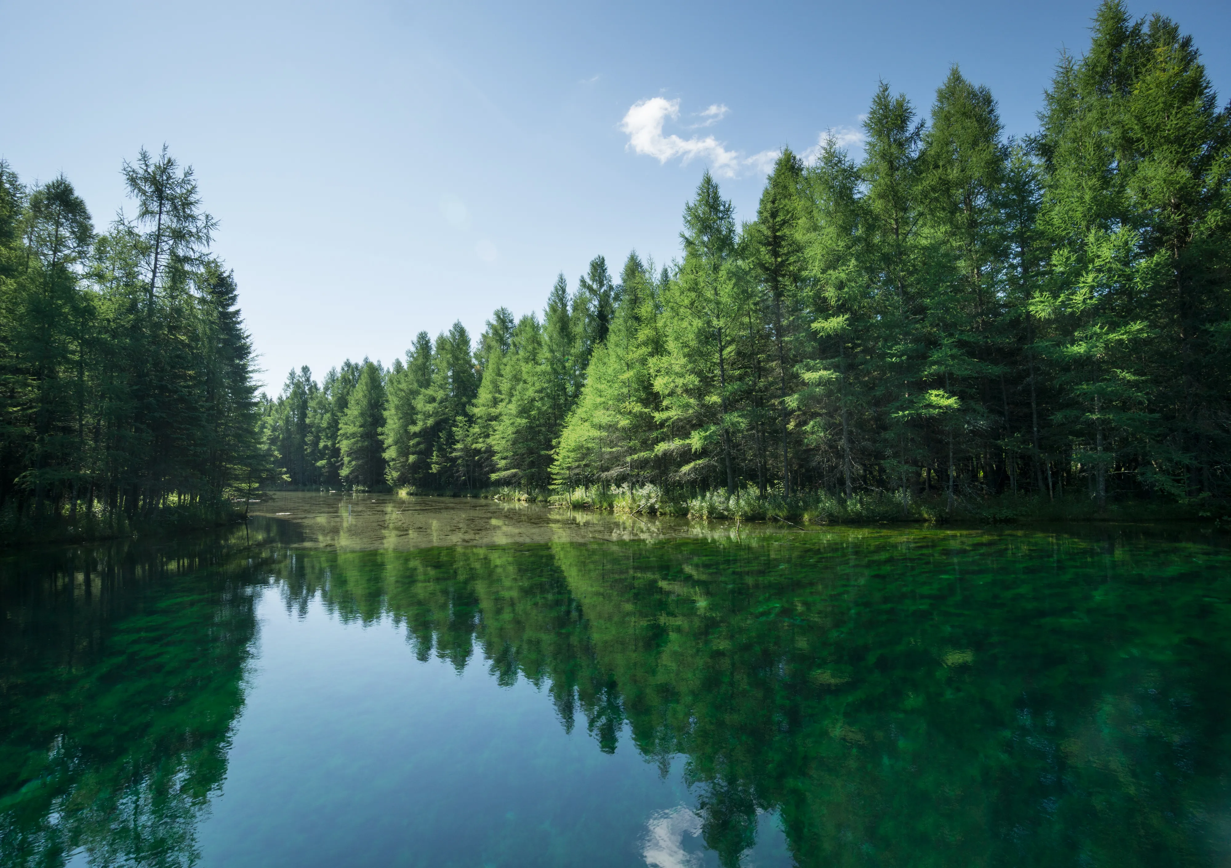 Explore Kitch-iti-kipi ("Big Springs")
