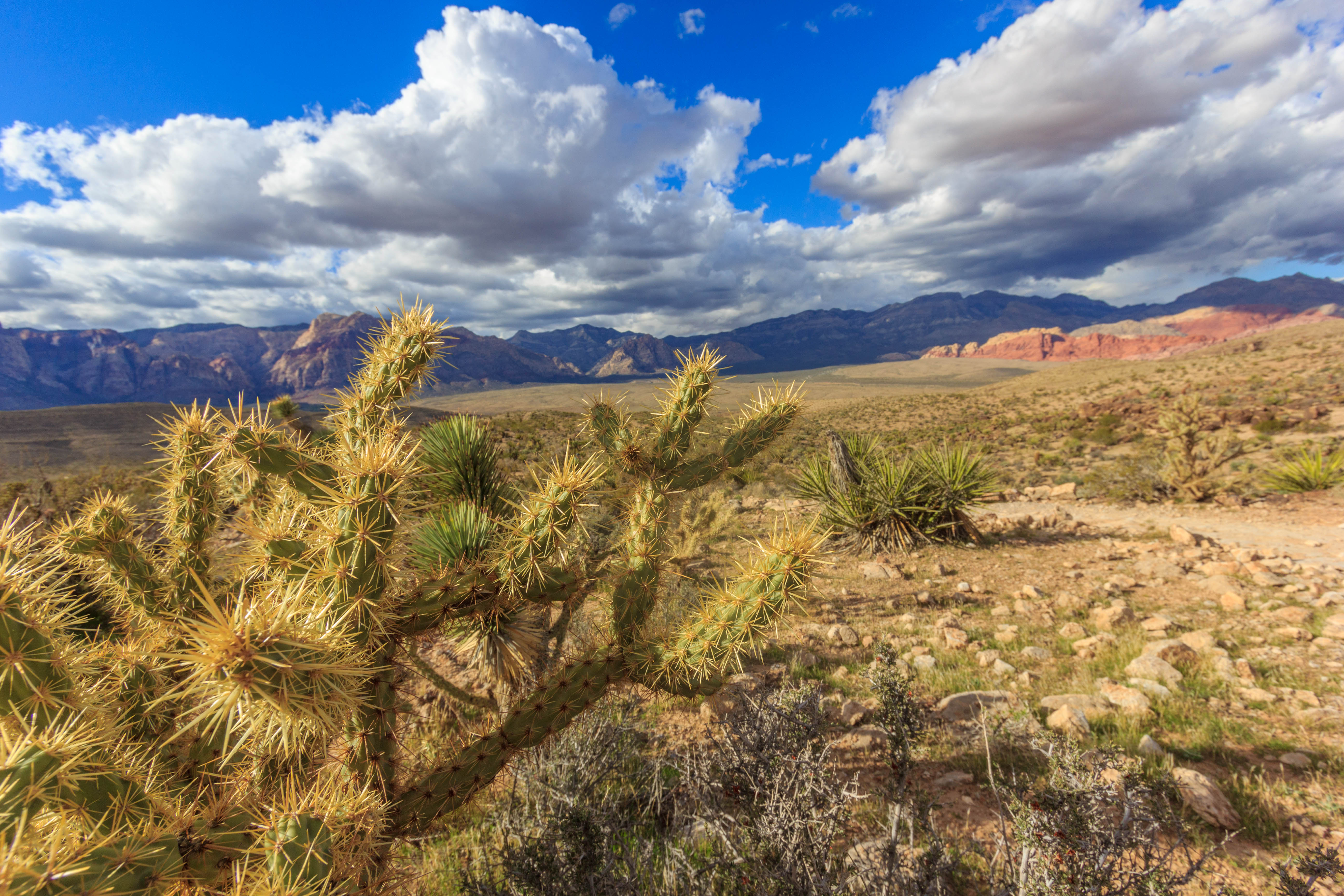 Bike the Cowboy Trails Near Red Rocks Canyon