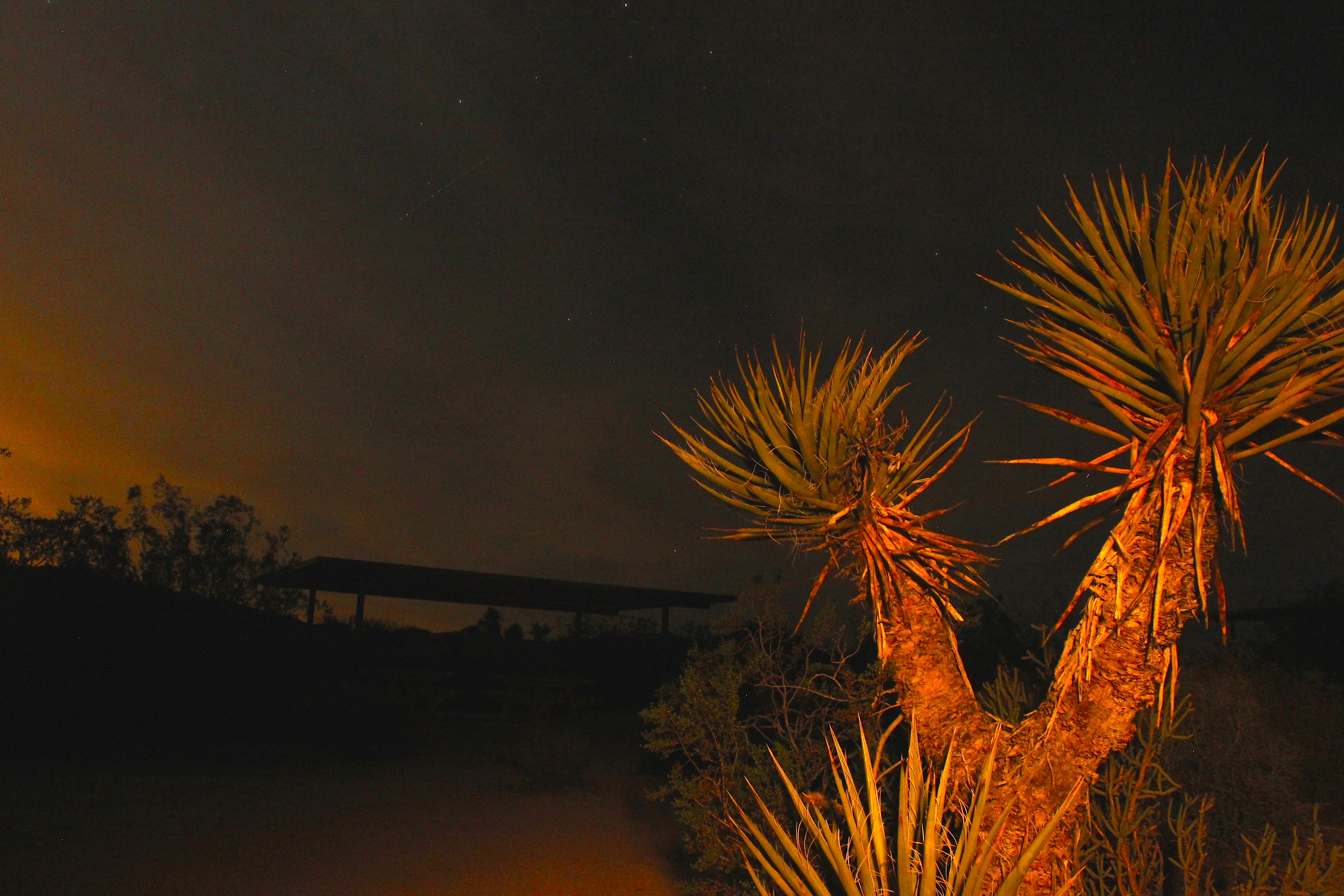 Camp at Cottonwood Campground in Joshua Tree NP