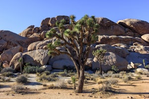 Camp at Cottonwood Campground in Joshua Tree NP