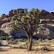 Camp at Cottonwood Campground in Joshua Tree NP