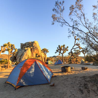 Camp at Ryan Campground in Joshua Tree NP