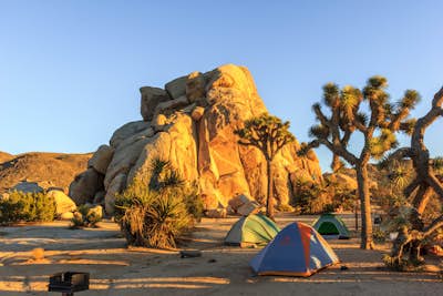 Camp at Ryan Campground in Joshua Tree NP