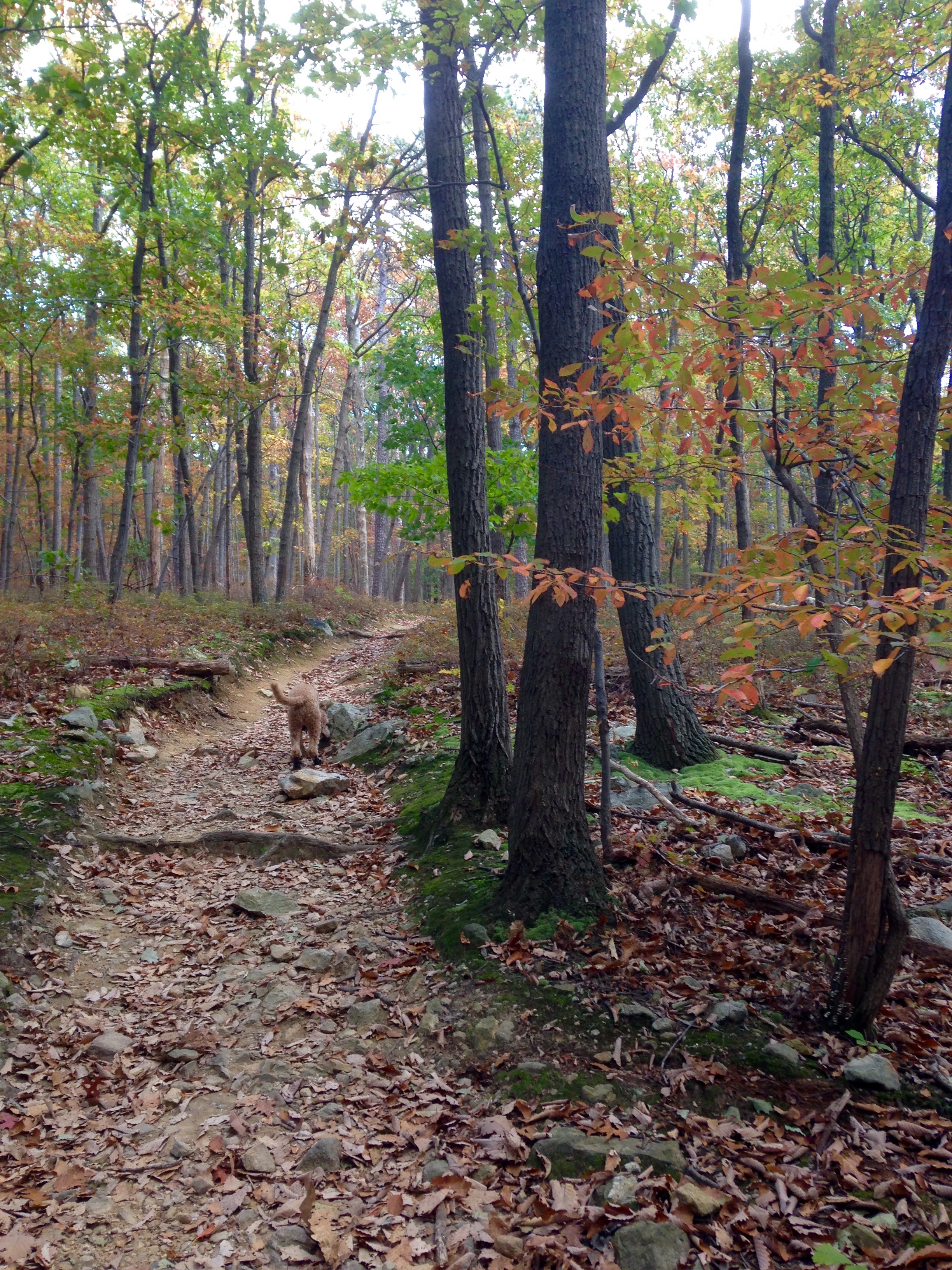 Hike Chimney Rock at Catoctin Mountain Park