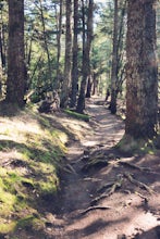 Dipsea Trail - Steep Ravine Loop