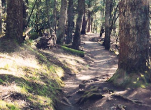 Dipsea Trail - Steep Ravine Loop