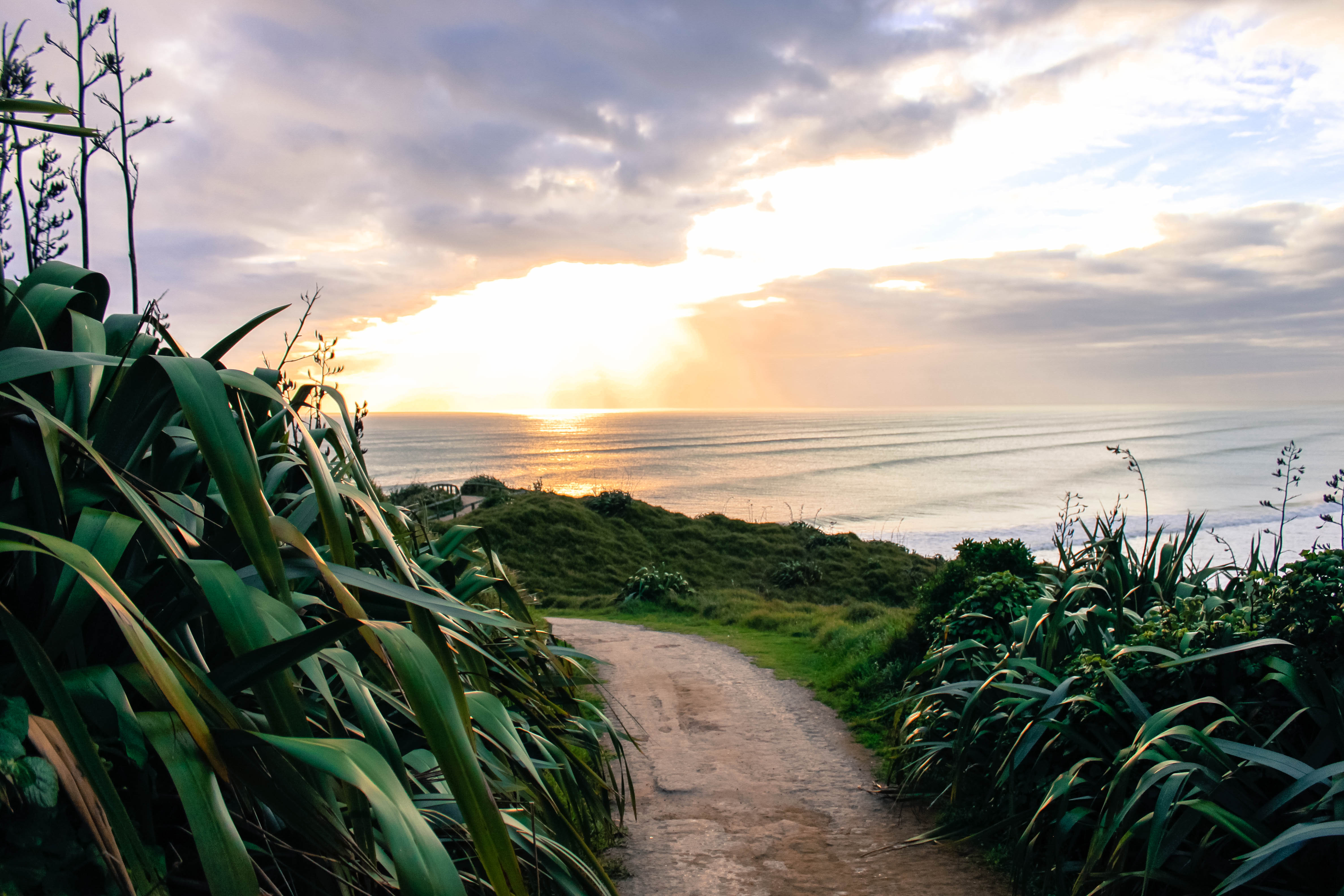 Explore Muriwai Beach