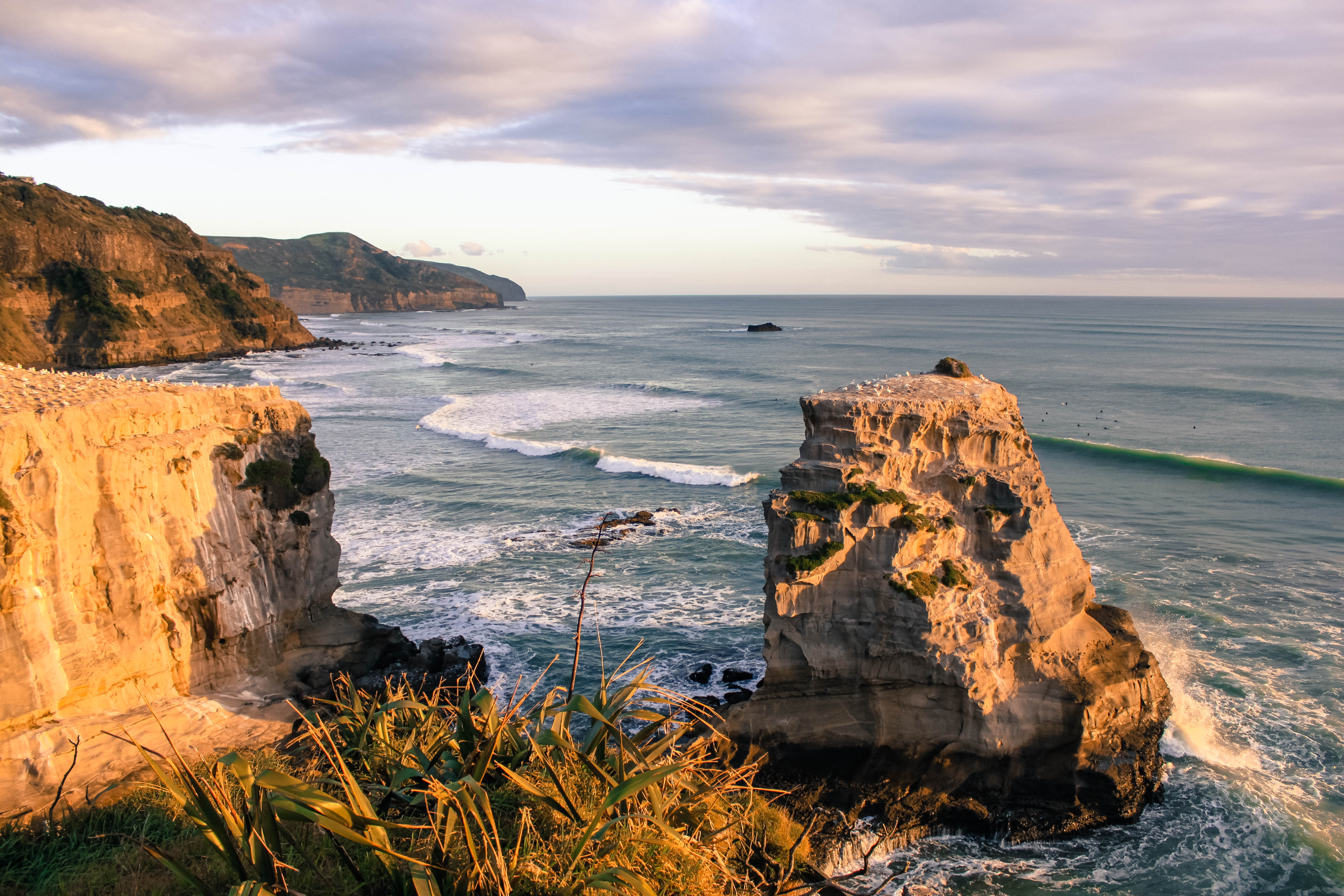 Explore Muriwai Beach