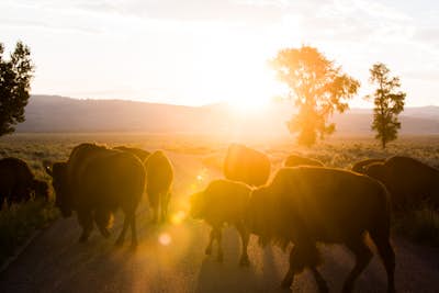 Take a Sunrise Drive around Antelope Flats