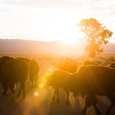 Take a Sunrise Drive around Antelope Flats