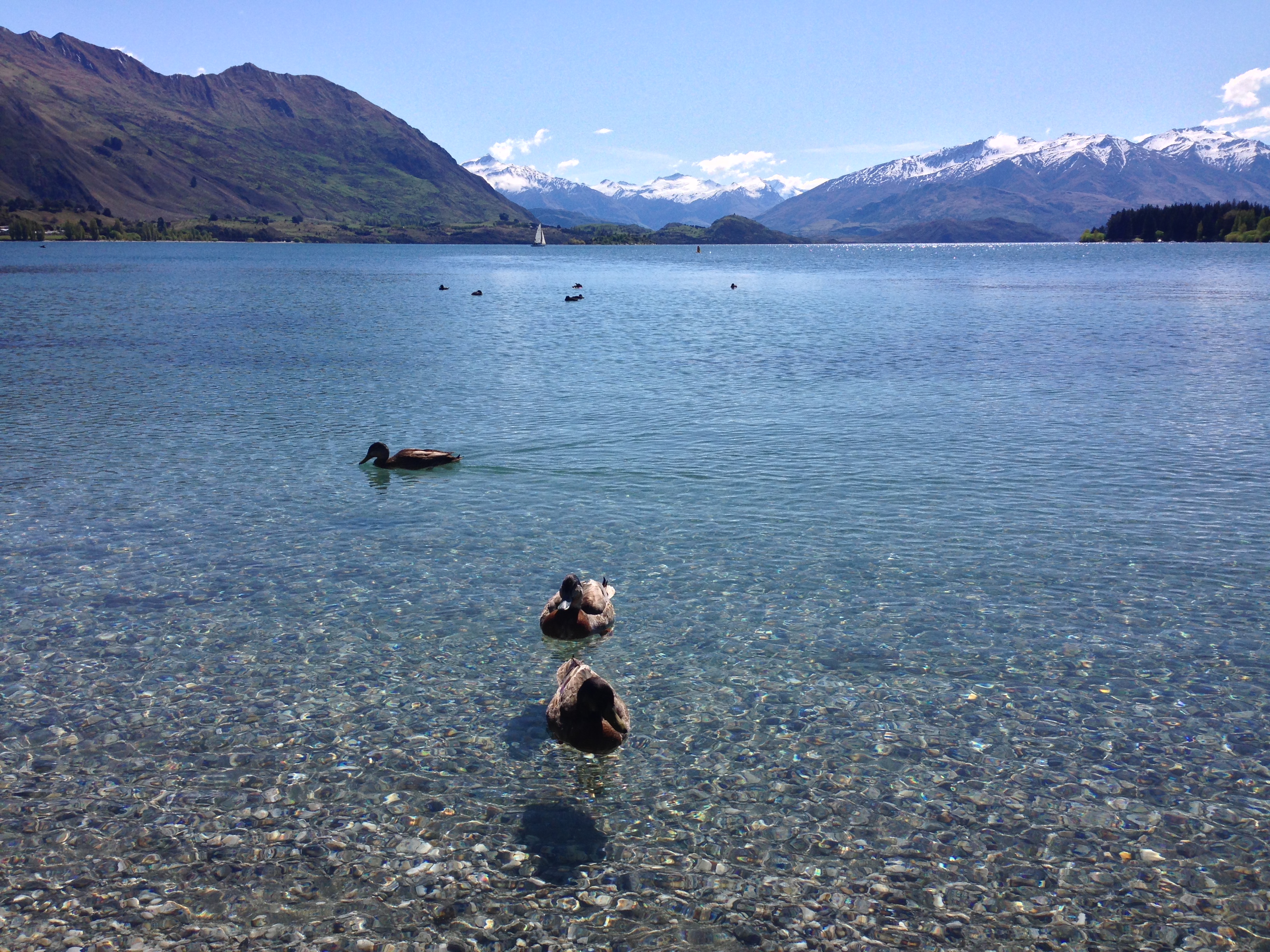 Hike along Wanaka's Waterfall Creek Track