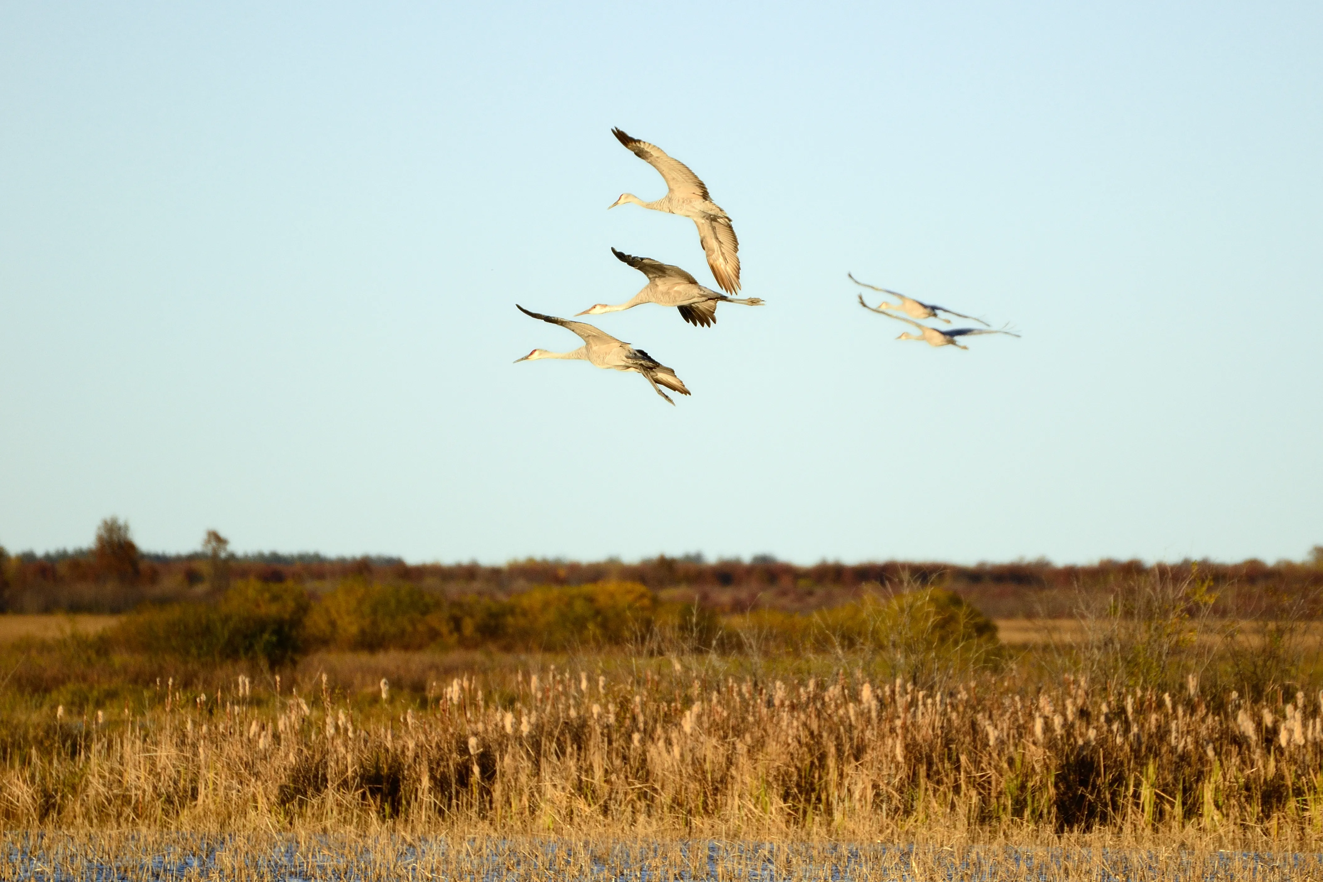 Explore Crex Meadows