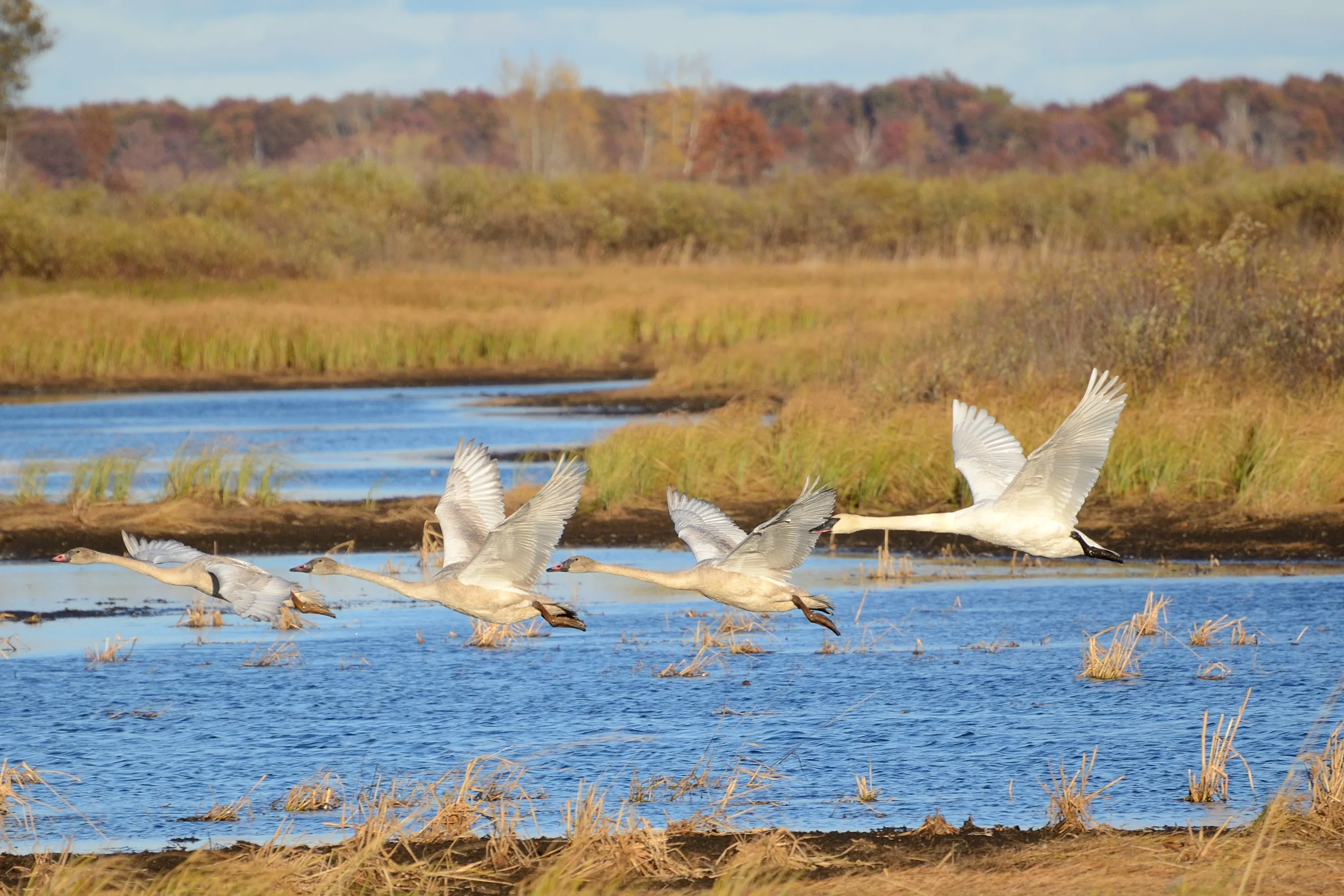 Explore Crex Meadows