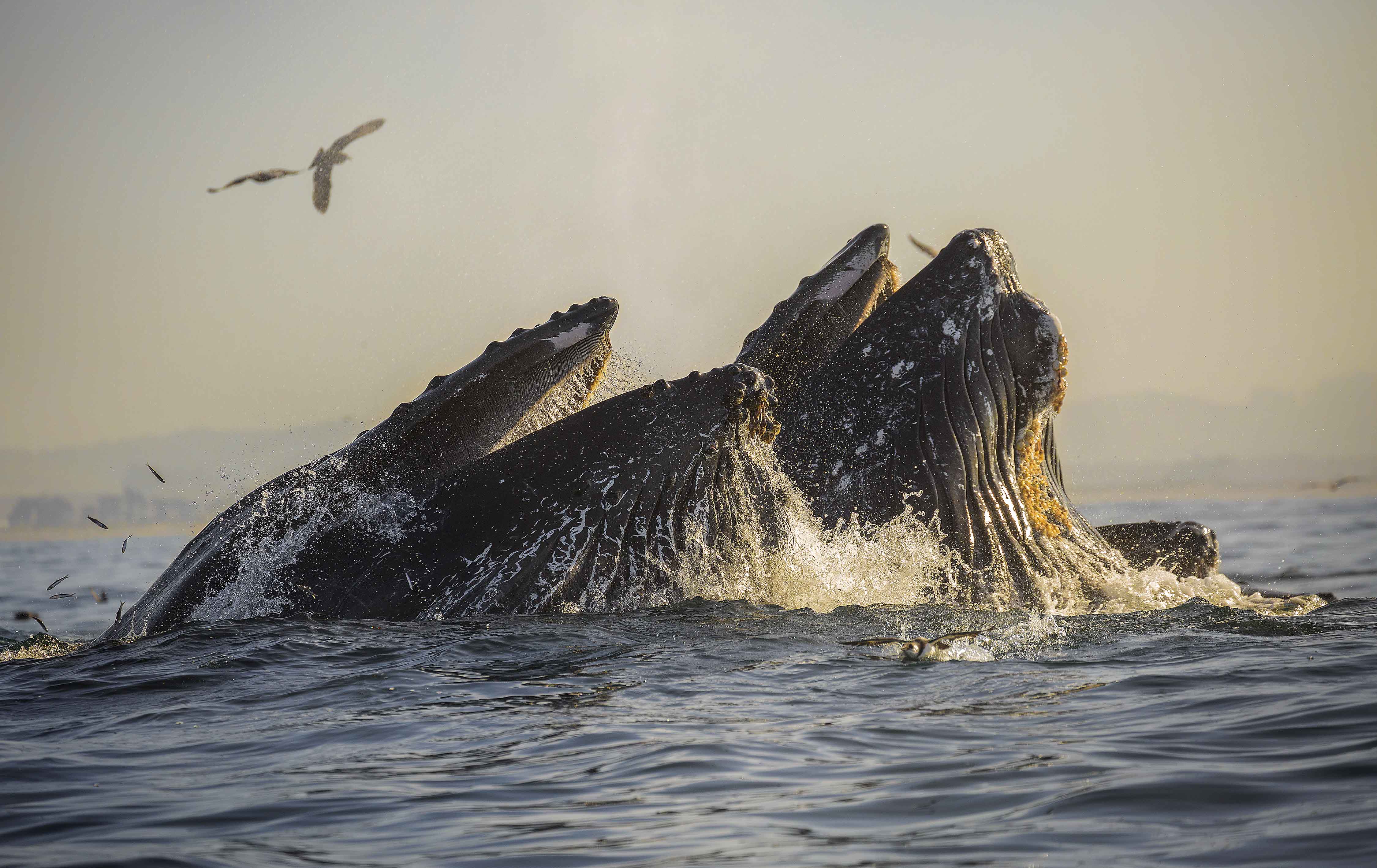 Kayak with Humpback Whales in Monterey Bay, Moss Landing, California