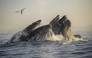 Kayak with Humpback Whales in Monterey Bay