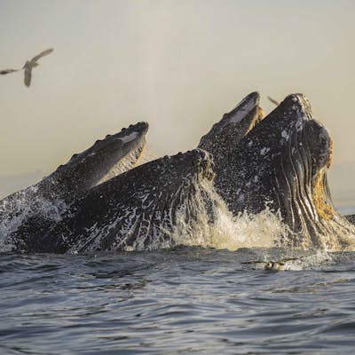 Kayak with Humpback Whales in Monterey Bay
