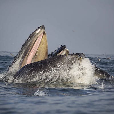 Kayak with Humpback Whales in Monterey Bay