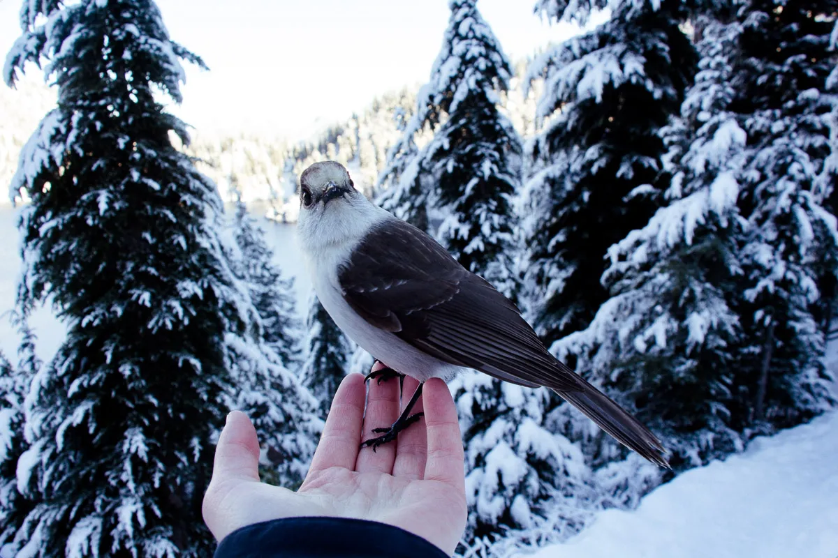 Winter Hike at Snow Lakes
