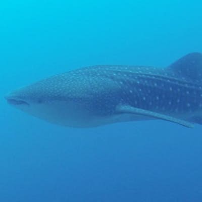 Volunteer with Maldives Whale Shark Research Programme