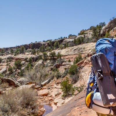 Backpack Great Gulch: Kane Gulch to Bullet Canyon 