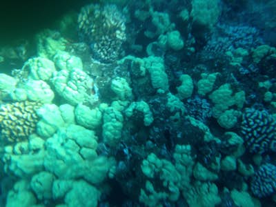 Snorkeling in Olowalu Reef