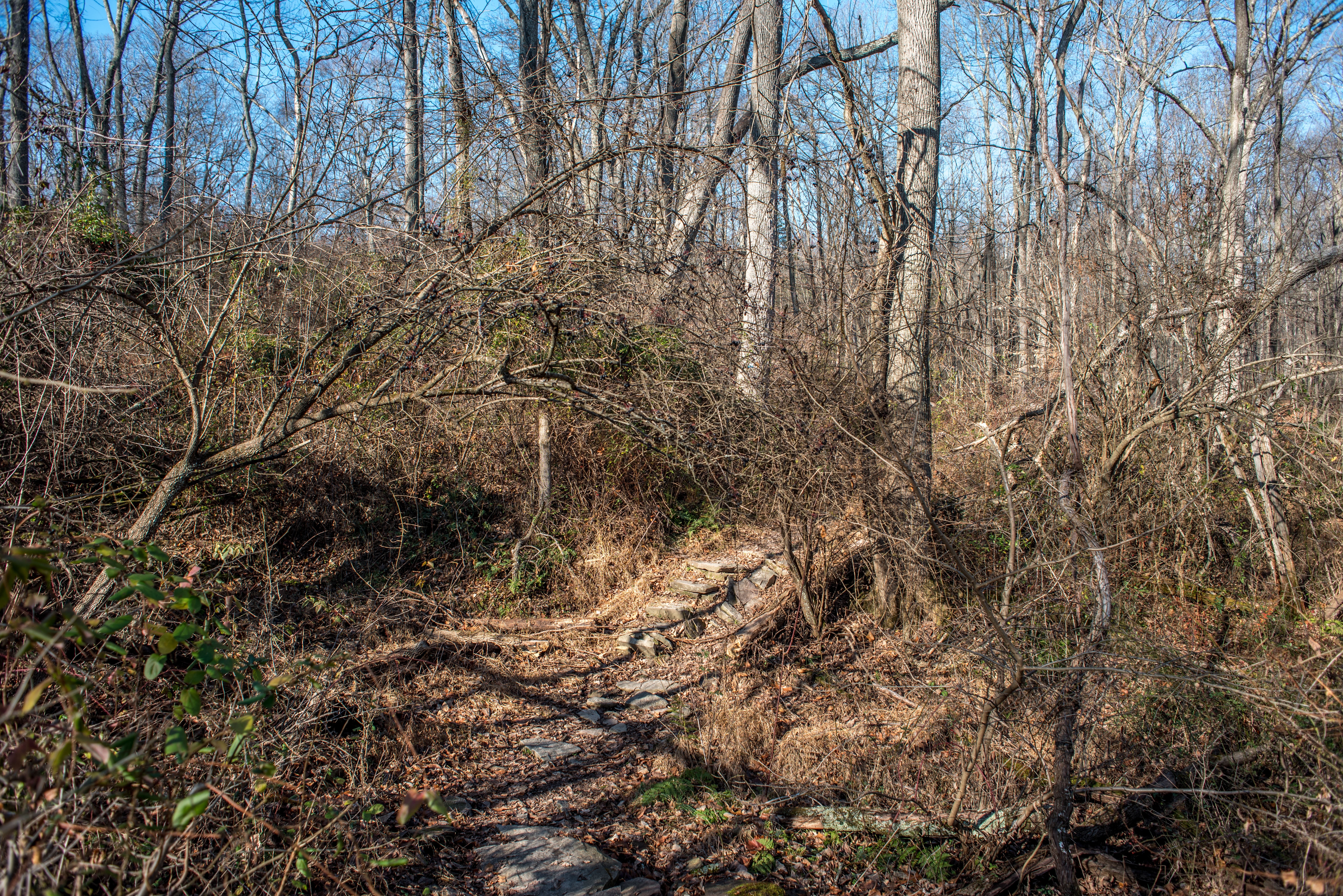 Mountain Bike Dry Run Creek Trail