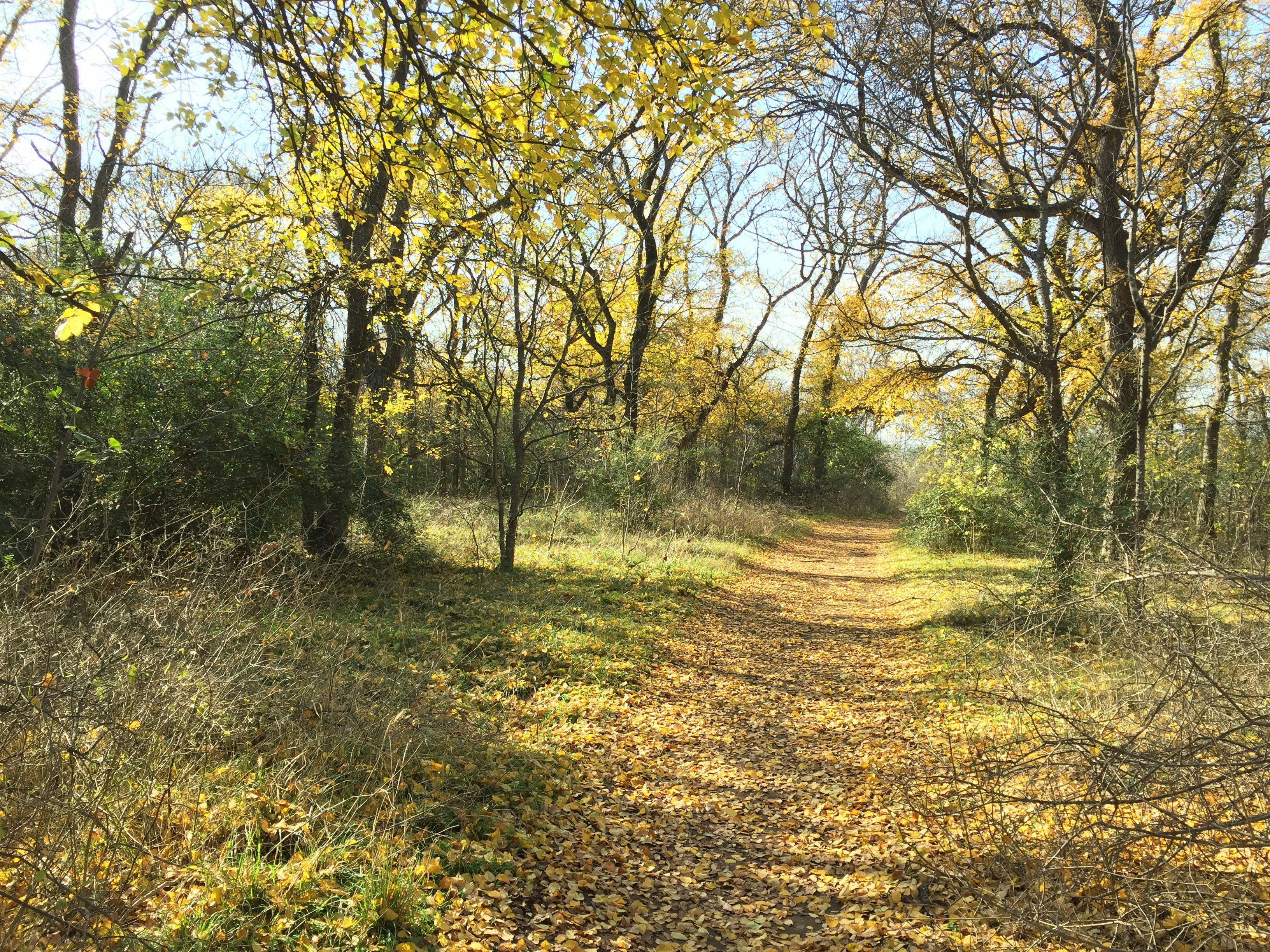 Arbor Hills Nature Preserve Loop, Plano, Texas