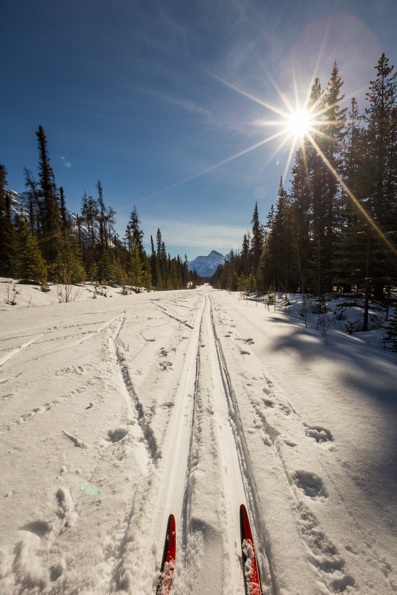 Cross-Country Ski to HI-Mount Cavell Hostel