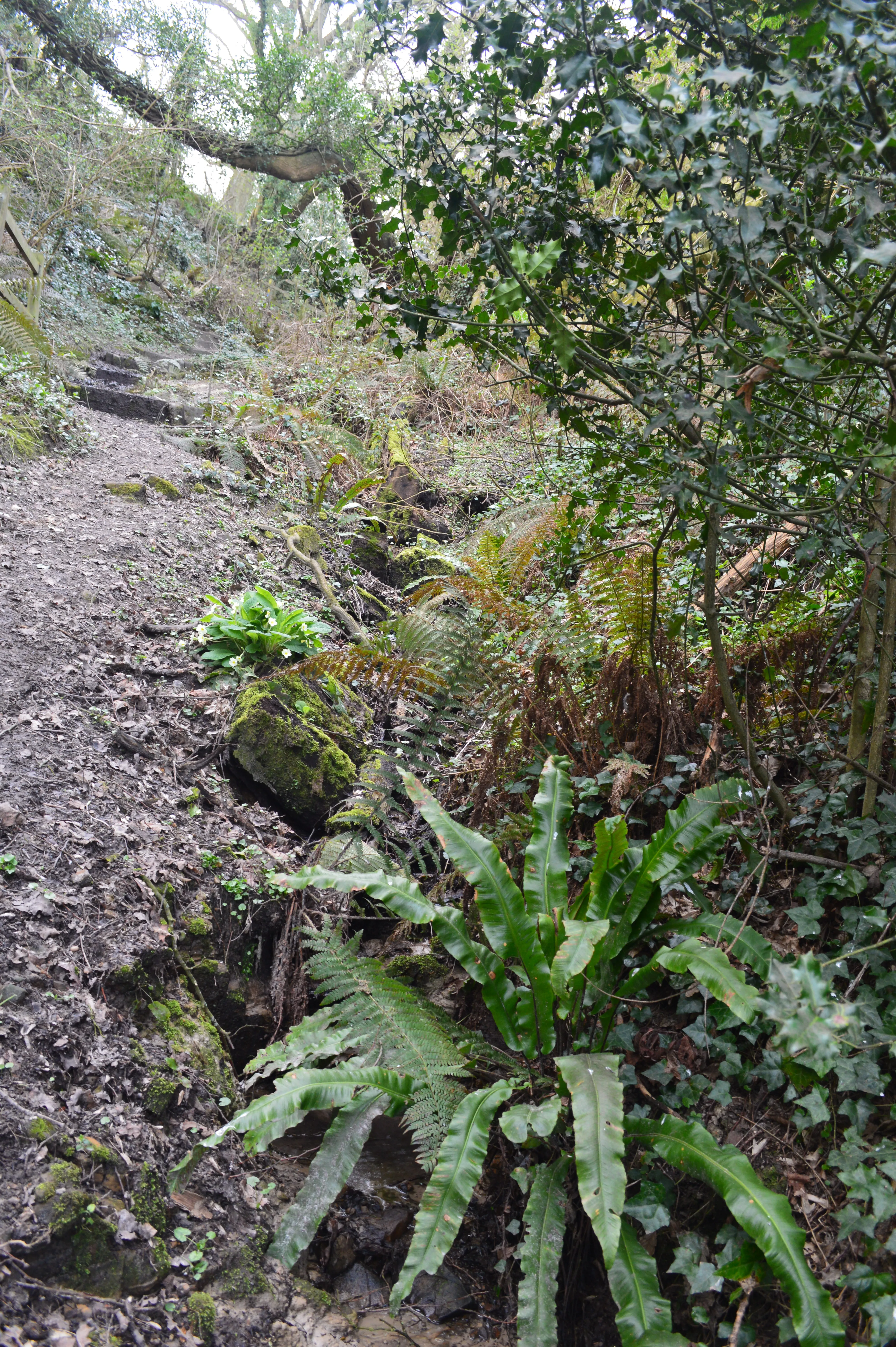 Go for a Historical Walk in English 1066 Countryside