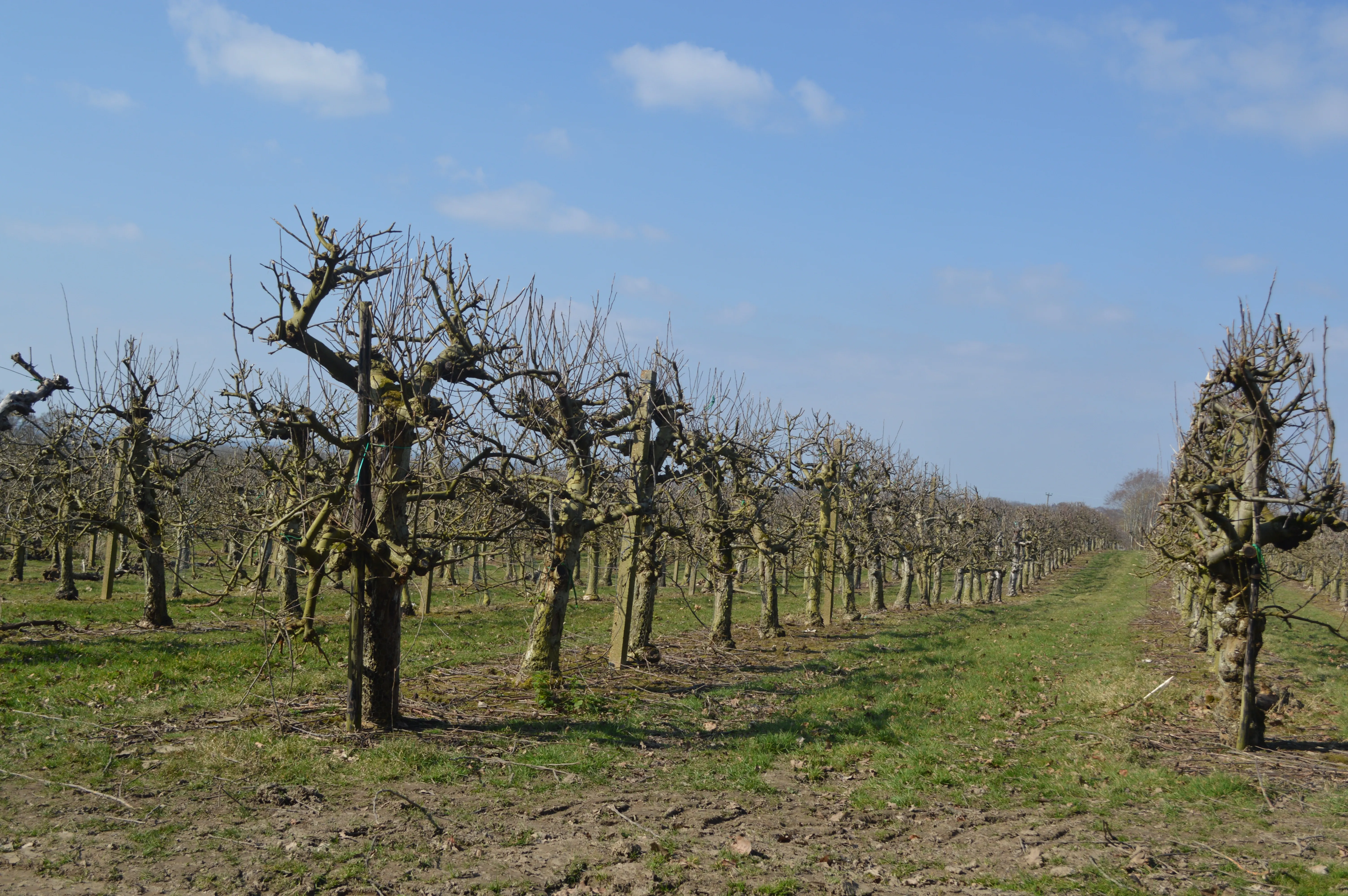 Go for a Historical Walk in English 1066 Countryside
