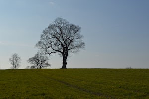 Go for a Historical Walk in English 1066 Countryside