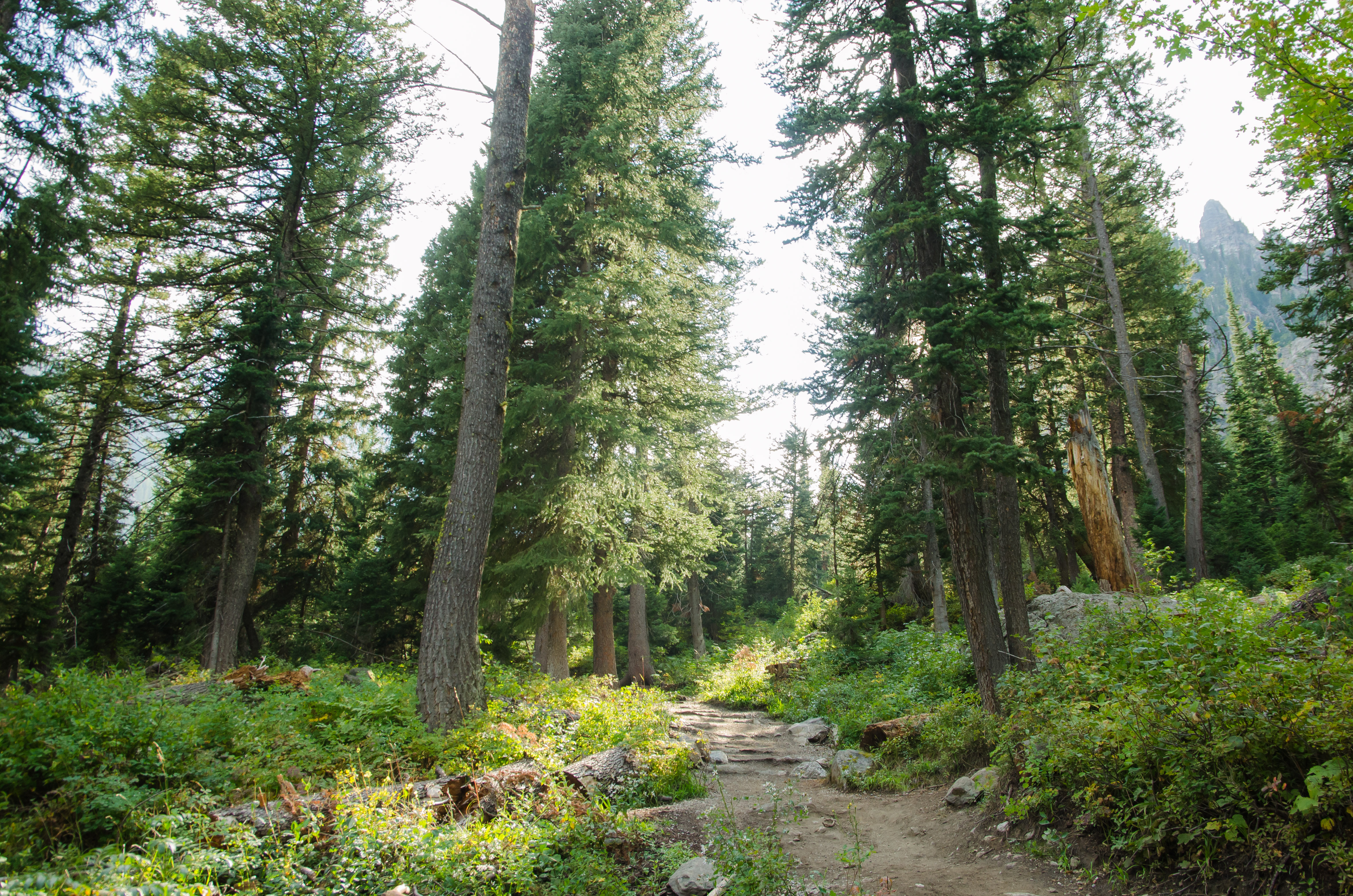 Hike to Jenny Lake's Inspiration Point