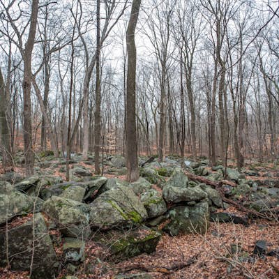 Hike through the Sourland Mountain Preserve