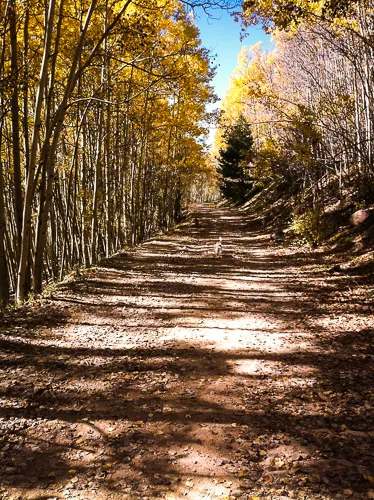 Hike or Bike Aspen Vista