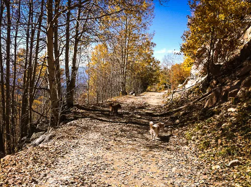 Hike or Bike Aspen Vista