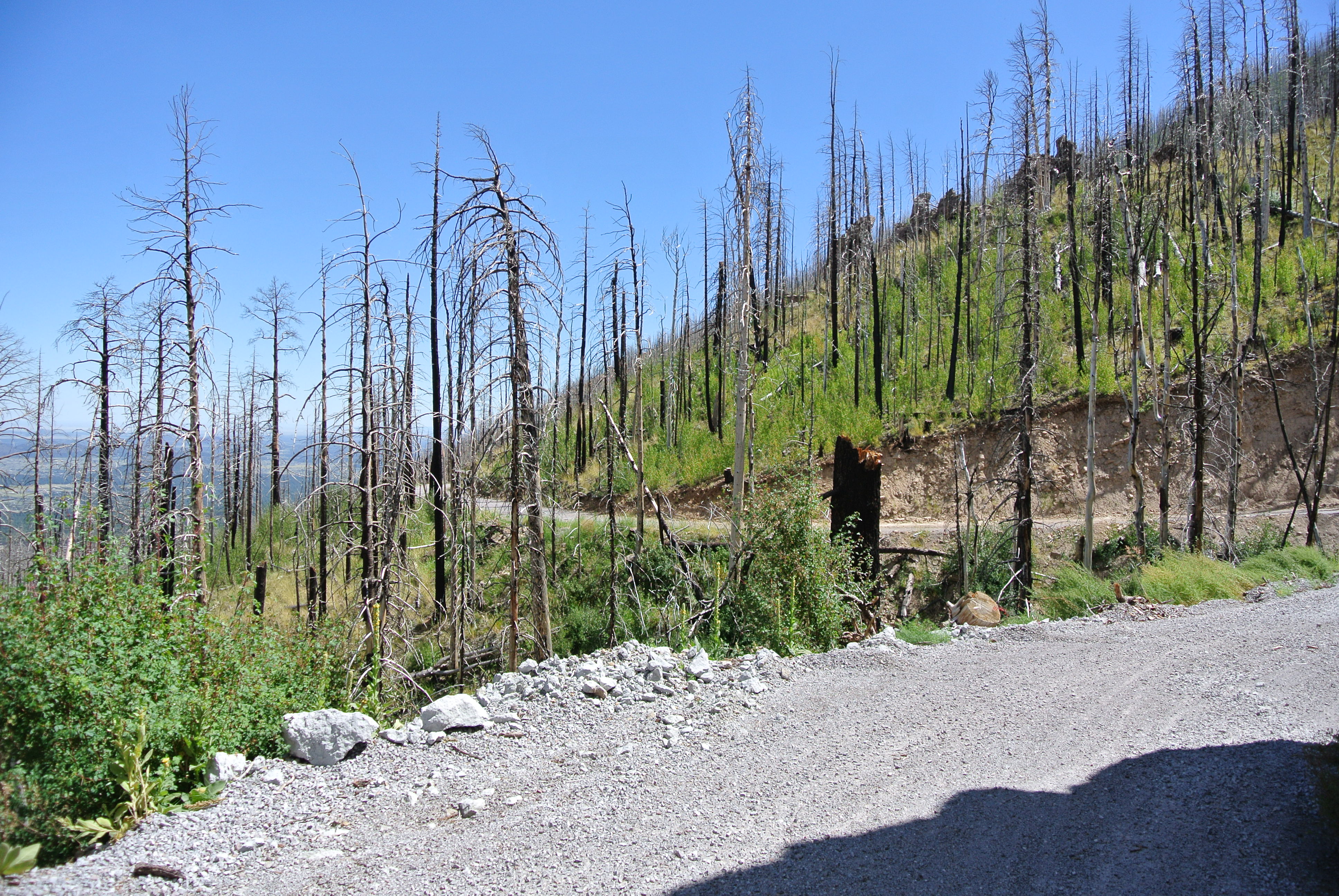 Bike along the San Francisco Peaks on Waterline Road