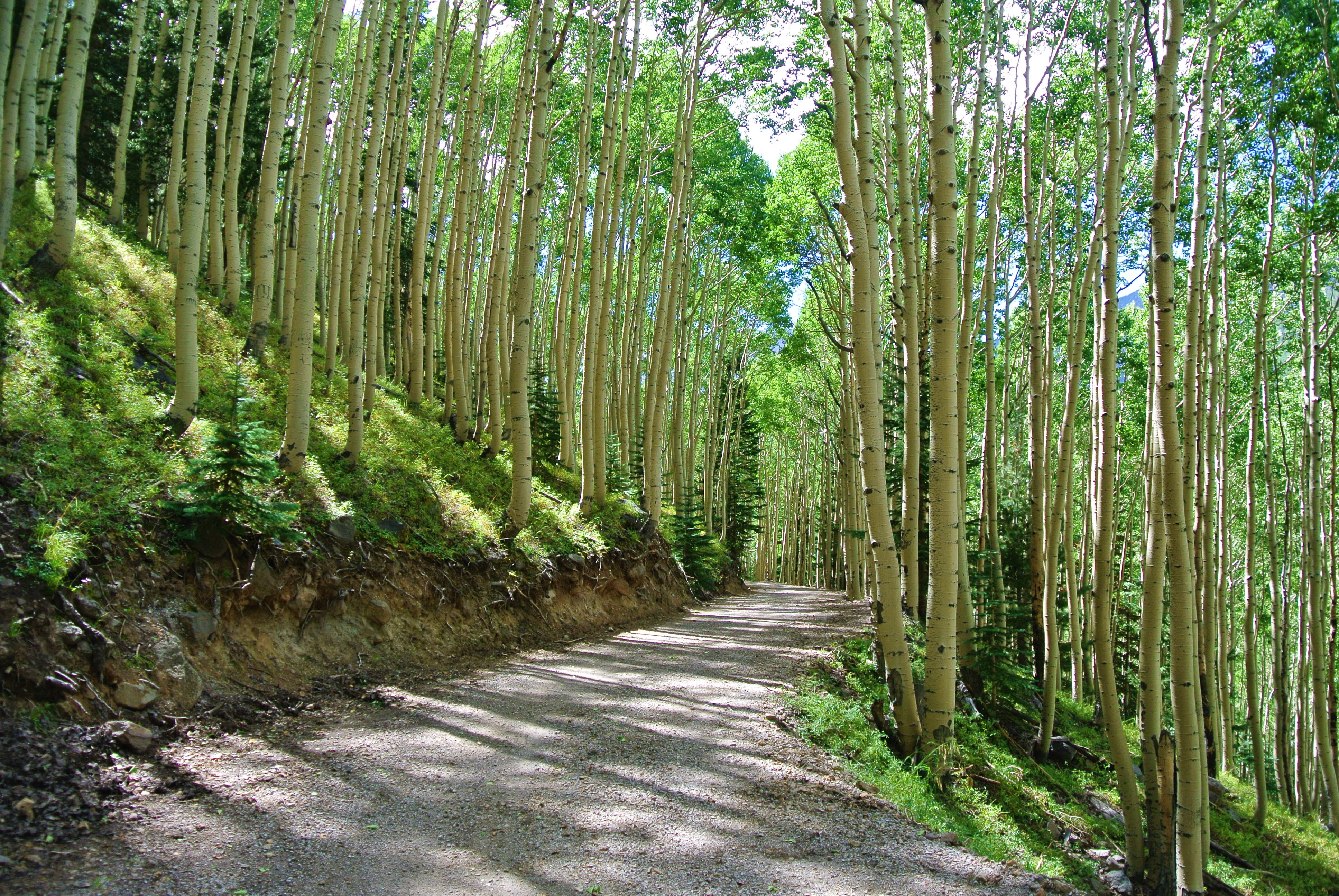 Bike along the San Francisco Peaks on Waterline Road