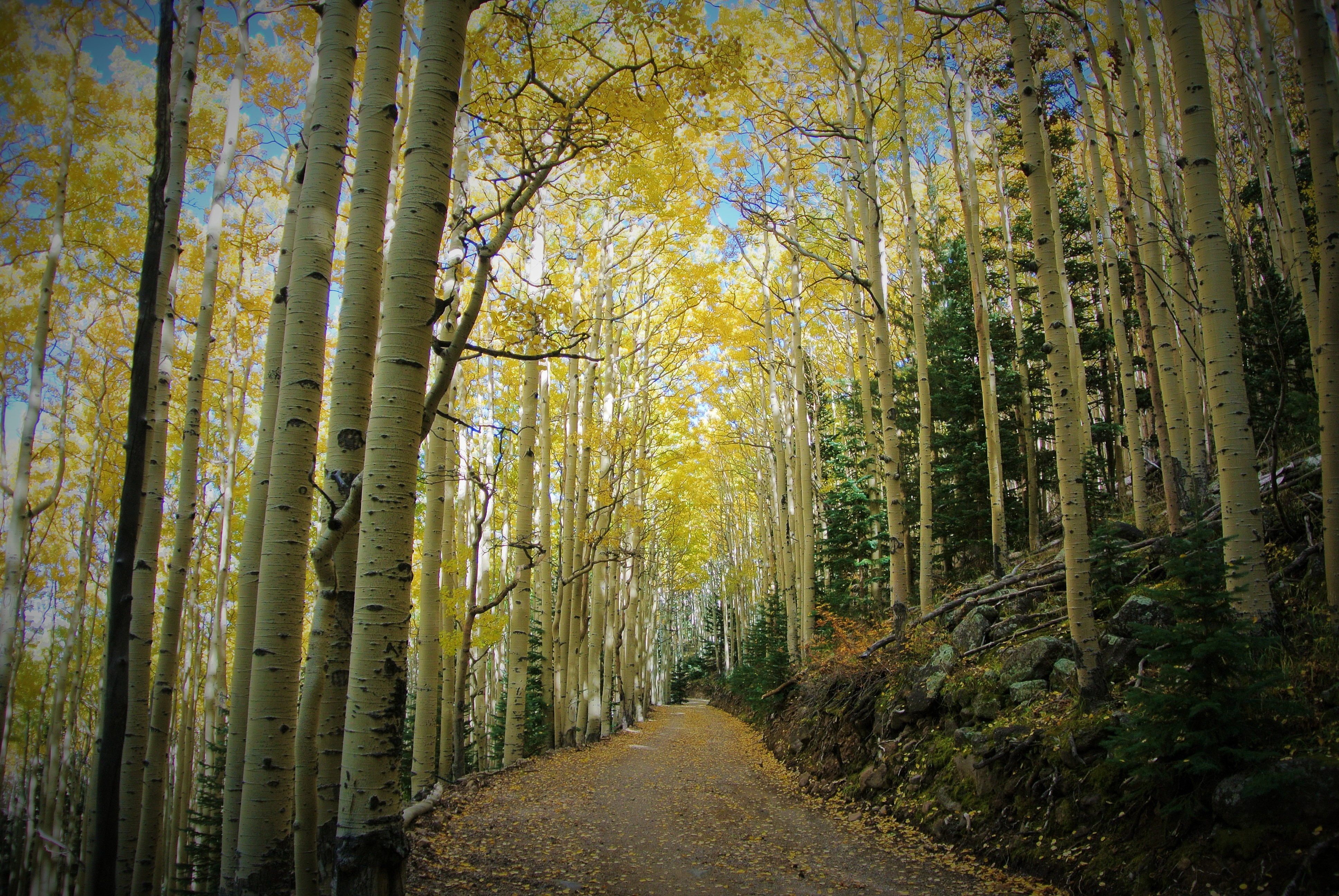 Bike along the San Francisco Peaks on Waterline Road