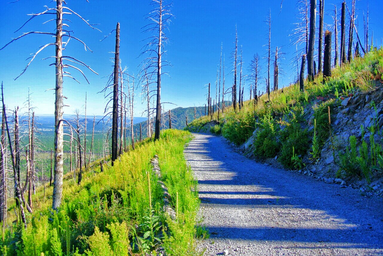 Bike along the San Francisco Peaks on Waterline Road