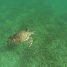 Snorkel at Tamarindo Beach