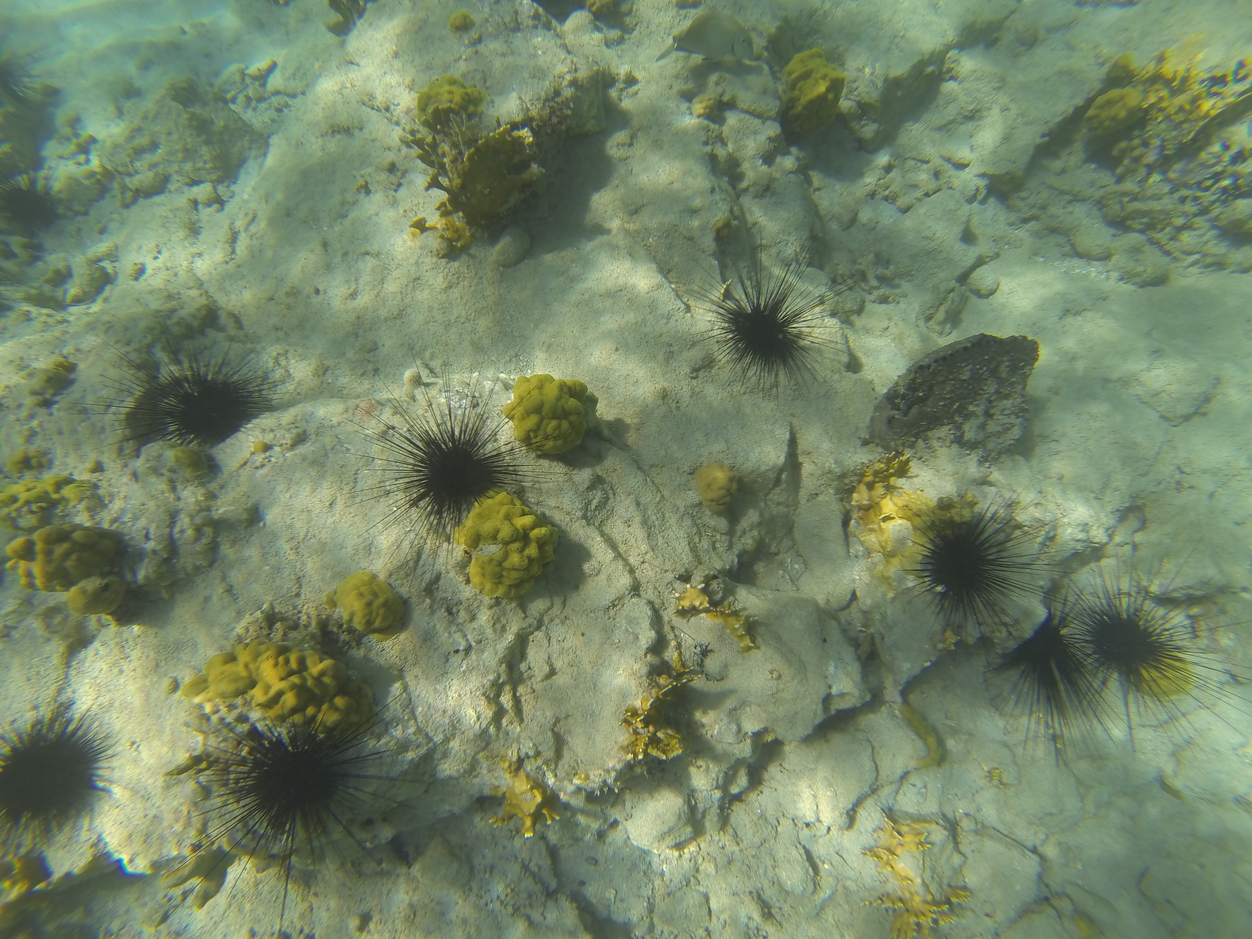 Snorkel at Tamarindo Beach