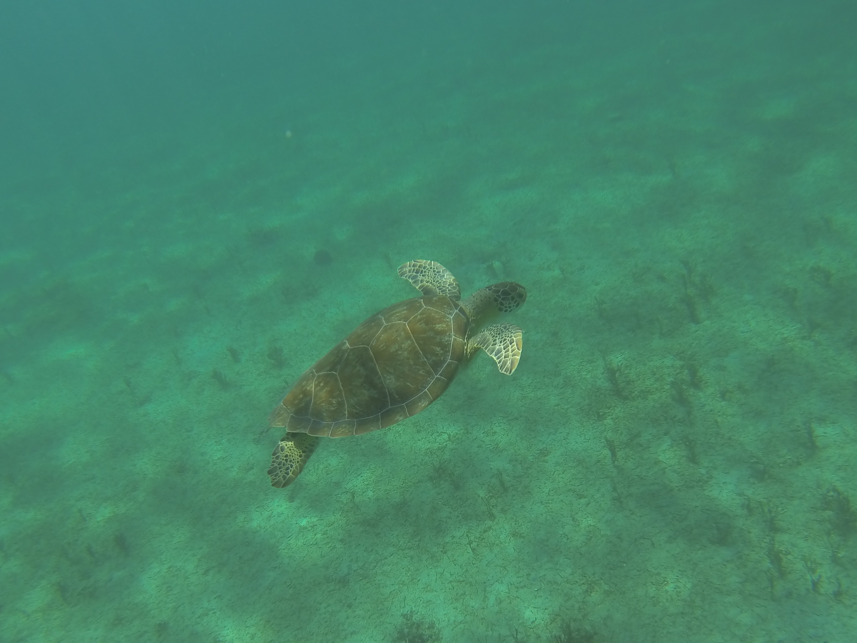 Snorkel at Tamarindo Beach